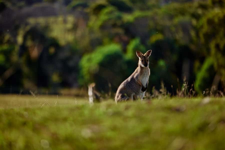 Brisbane: Sirromet Winery Tour with Tasting & 2-Course Lunch - Key highlights you’ll feel right away