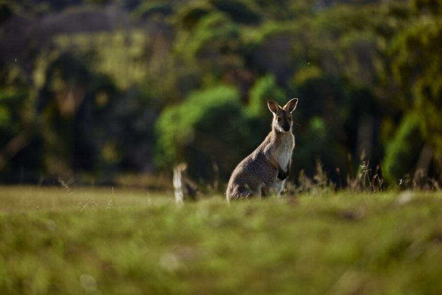Brisbane: Sirromet Winery Tour with Tasting & 2-Course Lunch - What the small group (up to 4) changes
