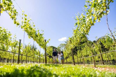 Brisbane: Tamborine Mountain Local Winery Tour with Lunch - Price and What Makes It Feel Like Value