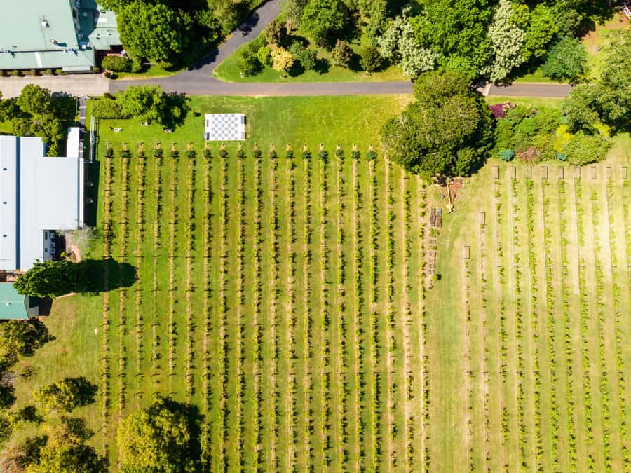 Brisbane: Tamborine Mountain Local Winery Tour with Lunch - Cedar Creek Winery Tasting: Your First Look at the Mountain’s Style