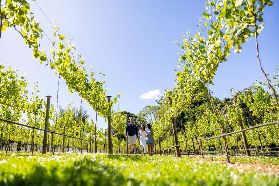 Brisbane: Tamborine Mountain Local Winery Tour with Lunch - Price and What Makes It Feel Like Value