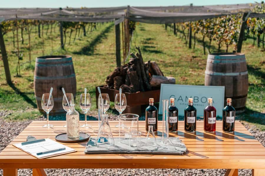 Buenos Aires: Wine Tasting & Lunch at Gamboa Vineyard - Vineyard to tasting: what the guided walk actually gives you