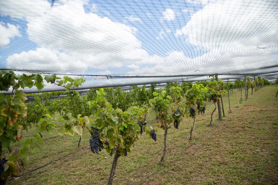 Buenos Aires: Wine Tasting & Lunch at Gamboa Vineyard - Winery visit: how the third wine and the grape-must beer fit in