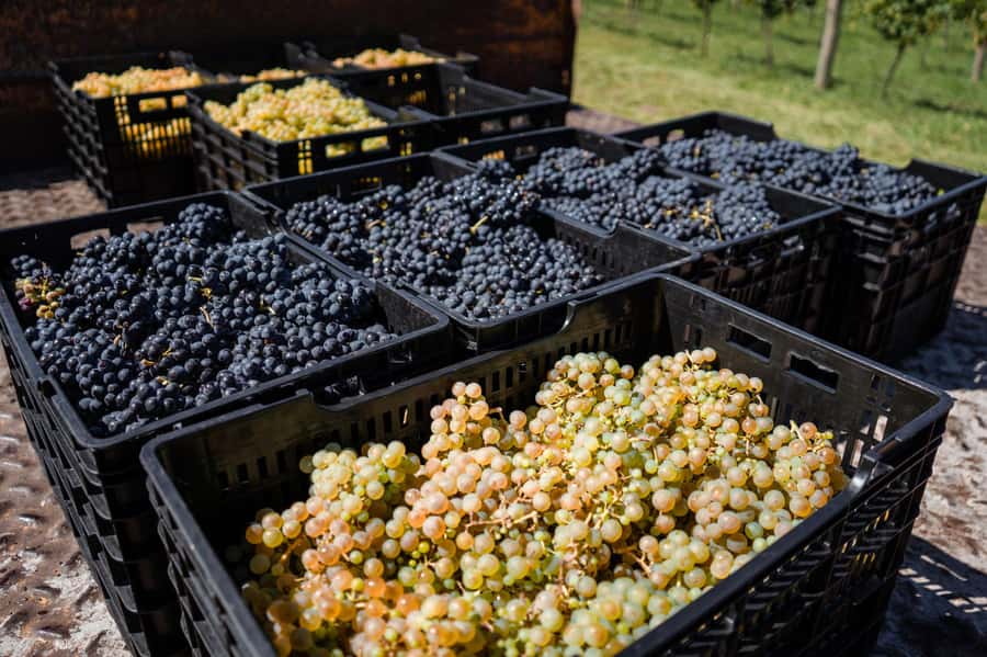 Buenos Aires: Wine Tasting & Lunch at Gamboa Vineyard - Small group size and guide energy: where the day becomes personal