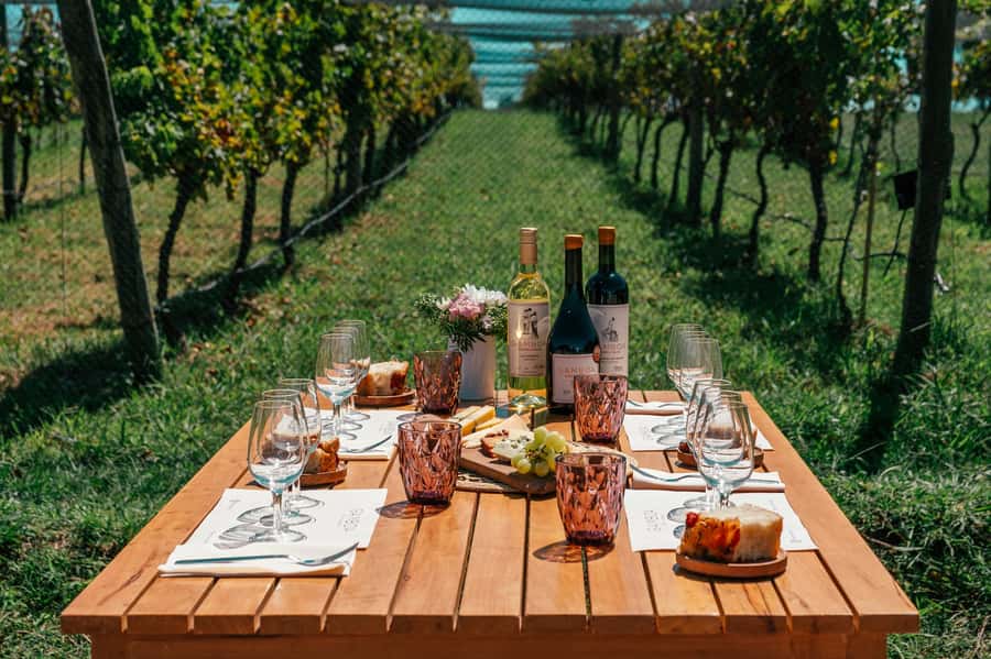 Buenos Aires: Wine Tasting & Lunch at Gamboa Vineyard - Getting there: door-to-door transfers and a clean 7-hour structure
