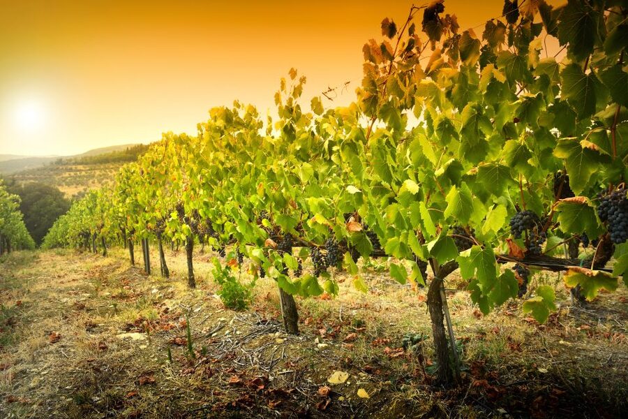 Cáceres: Winery Tour and Wine Tasting with Local Guide - Price and Logistics: Is $41 Worth It?