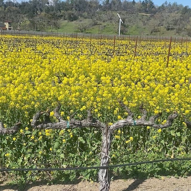 Calistoga: Napa Valley Cycling and Winery Tour with Picnic - When this tour fits best (and when it won’t)