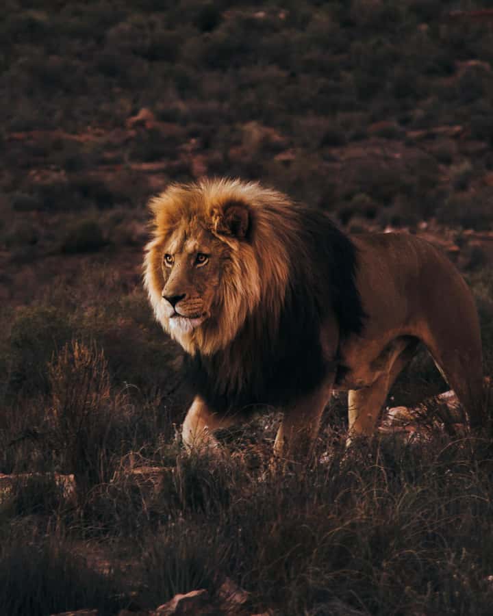 Cape Town: Aquila Reserve Safari with Lunch and Winery Visit - Key things to know before you go
