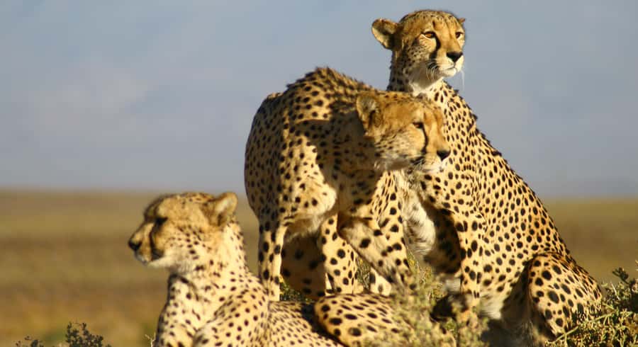 Cape Town: Aquila Reserve Safari with Lunch and Winery Visit - Small group size (13 max) and guide support in English/French