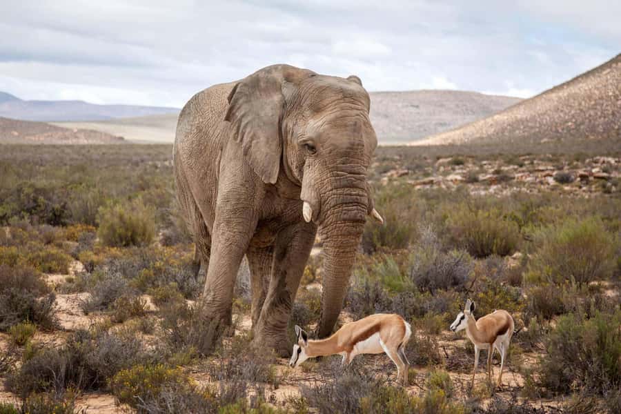 Cape Town: Aquila Reserve Safari with Lunch and Winery Visit - A One-Day Big Five safari from Cape Town