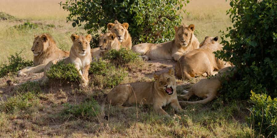 Cape Town: Aquila Reserve Safari with Lunch and Winery Visit - Getting picked up in Cape Town and riding out in comfort