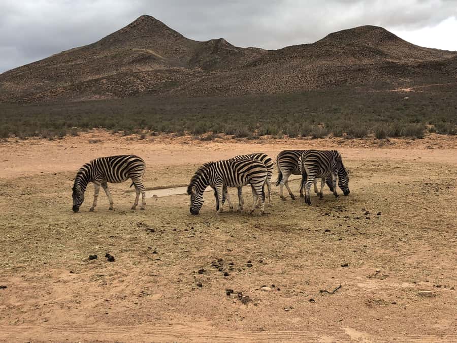 Cape Town: Aquila Reserve Safari with Lunch and Winery Visit - Inside Aquila Reserve: your open-air game drive and Big Five possibilities