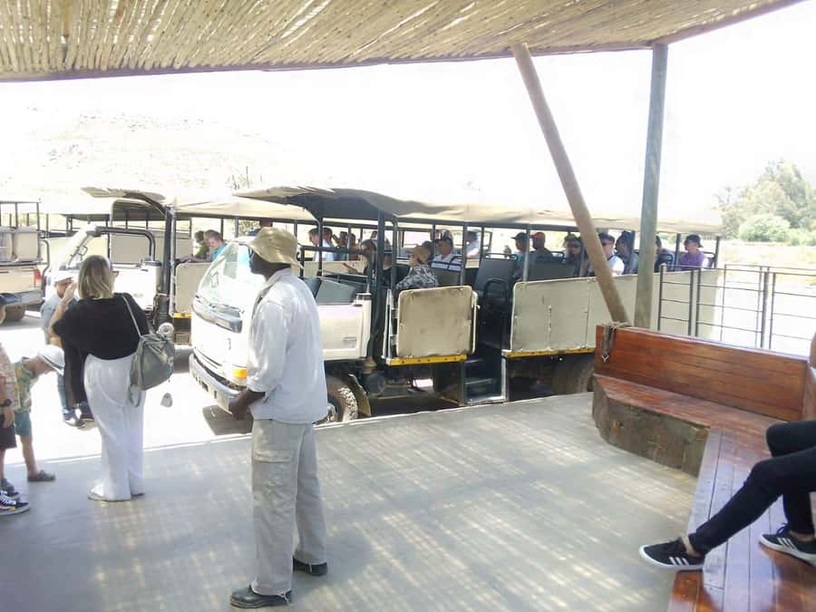 Cape Town: Aquila Reserve Safari with Lunch and Winery Visit - The lodge buffet lunch: refuel without losing the day