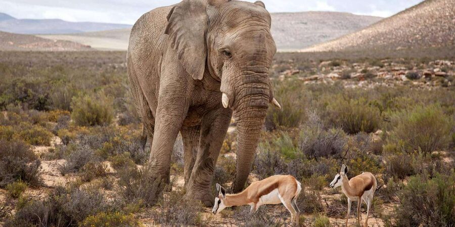Cape Town: Aquila Reserve Safari with Lunch and Winery Visit - Fairview Wine Estate and the optional cheese-and-wine tasting