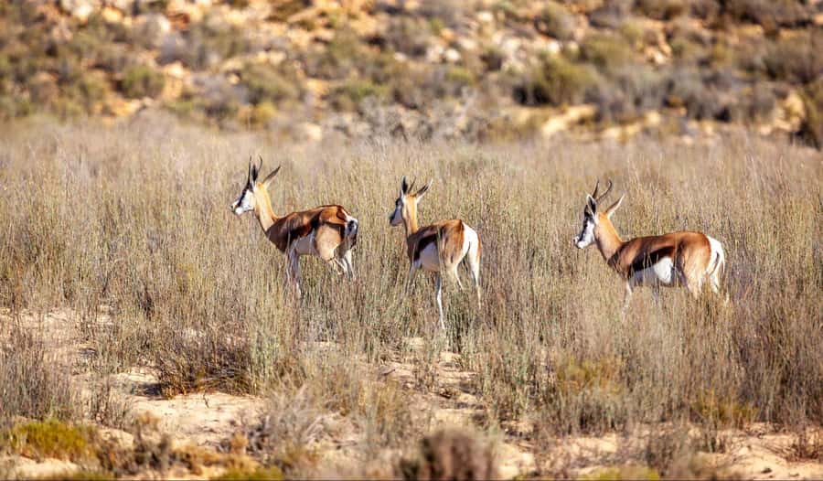 Cape Town: Aquila Reserve Safari with Lunch and Winery Visit - Timing, breaks, and what your schedule feels like