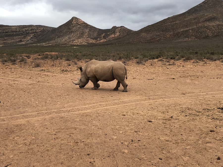 Cape Town: Aquila Reserve Safari with Lunch and Winery Visit - What to bring so you’re comfortable the whole day