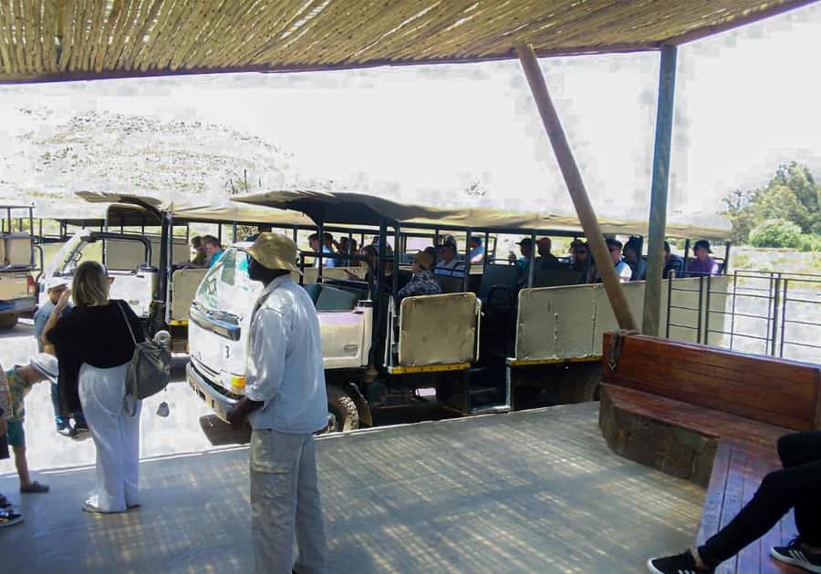 Cape Town: Private Aquila Reserve Safari with Winery Lunch - Quick hits before you go
