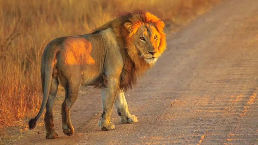 Cape Town: Private Aquila Reserve Safari with Winery Lunch - Price and the extra park entrance fee math