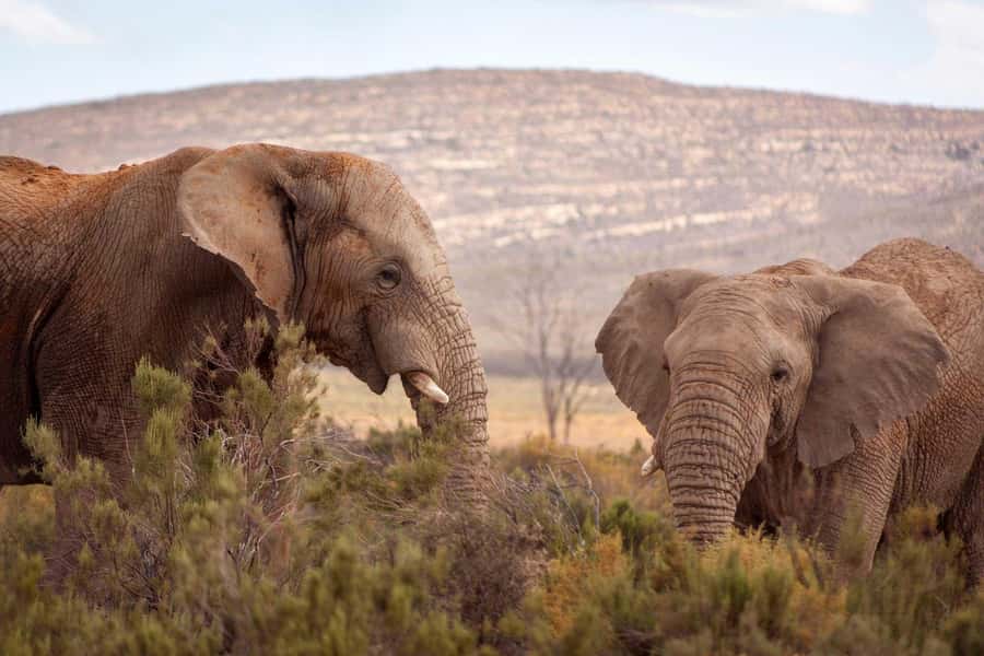 Cape Town: Private Aquila Reserve Safari with Winery Lunch - The lodge first: buffet lunch before or after, and why it matters