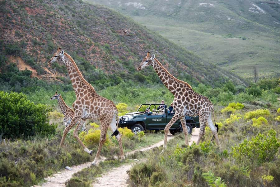 Cape Town: Private Aquila Reserve Safari with Winery Lunch - What to bring (and what to avoid) for a smoother safari and winery stop