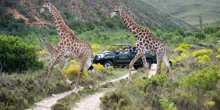 Cape Town: Private Aquila Reserve Safari with Winery Lunch - Who this safari-and-winery day fits best