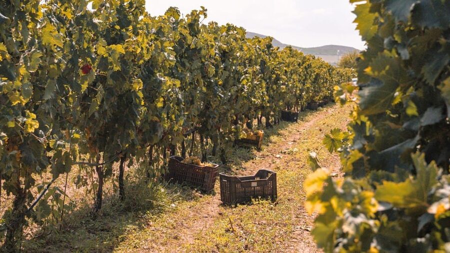 Castelsardo: visit a vineyard with wine tasting at sunset - Vineyard Walk Near Castelsardo, With Real Stories Behind the Grapes