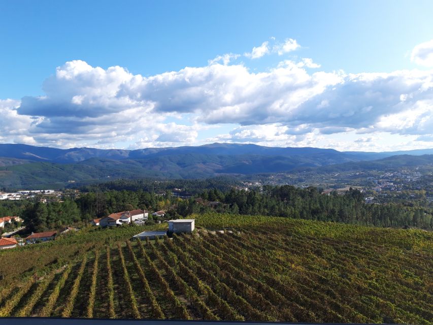 Celorico De Basto: Quinta de Santa Cristina Winery Tour - Who this tour suits best (and who might want a different style)