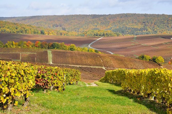Champagne Area Small-Group Tour including a Top Champagne house & Family Winery - Key Highlights at a Glance