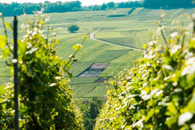 Champagne Day Trip with 6 Tastings, Reims and Winery from Paris - Stop 6: Épernay’s guided center plus lunch freedom