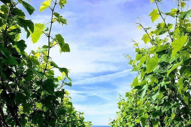 Champagne Lamiable: Stroll and taste in the Grand Cru Champagne vineyard - Getting to Champagne Lamiable: Tours-sur-Marne as your launchpad