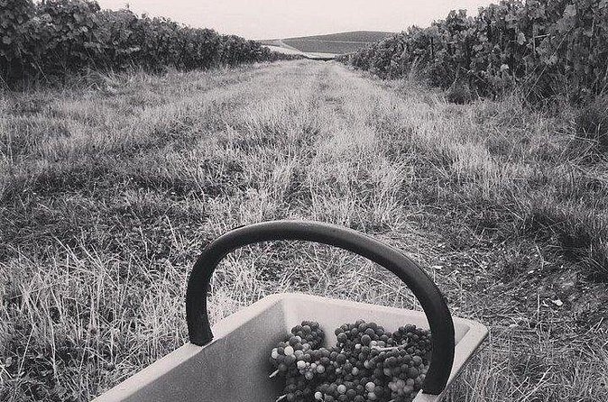 Champagne Lamiable: Stroll and taste in the Grand Cru Champagne vineyard - Strolling the Grand Cru rows: connecting terroir to flavor