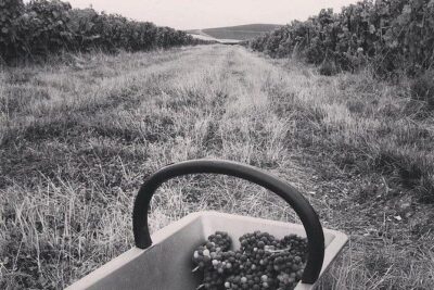 Champagne Lamiable: Stroll and taste in the Grand Cru Champagne vineyard - The vineyard lodge tasting: how three cuvées teach you to taste