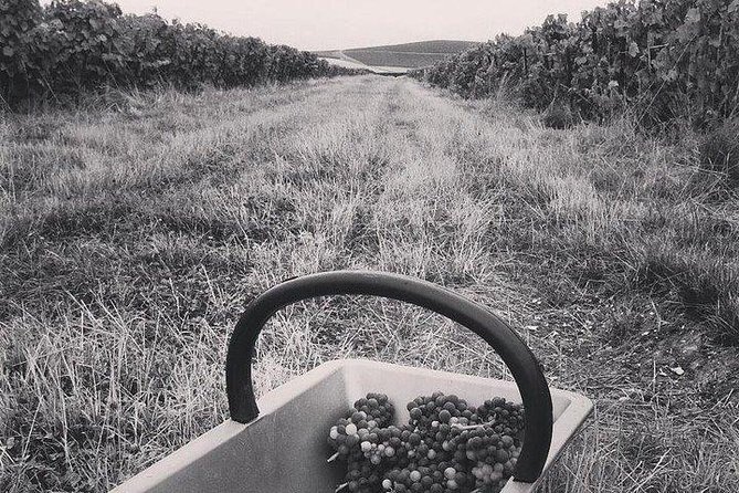 Champagne Lamiable: Stroll and taste in the Grand Cru Champagne vineyard - The vineyard lodge tasting: how three cuvées teach you to taste