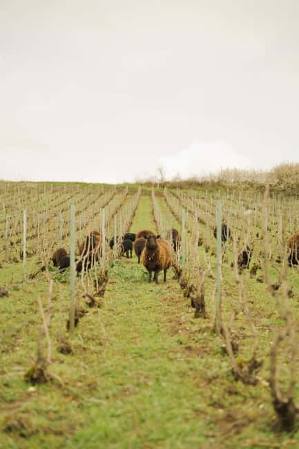 Champagne Vineyard Experience: Delve into the terroir - Quick takeaways