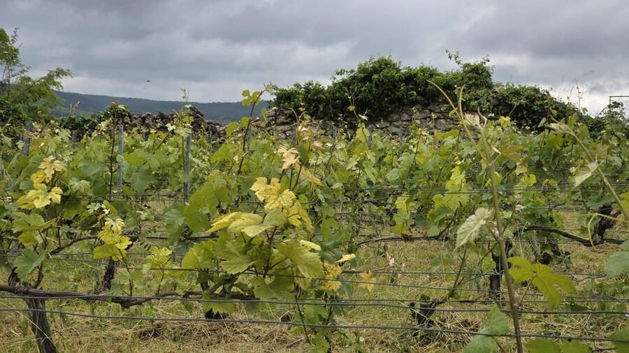 Champagne Vineyard Experience: Delve into the terroir - The 30-minute tasting: Champagne plus Ratafia Champenois