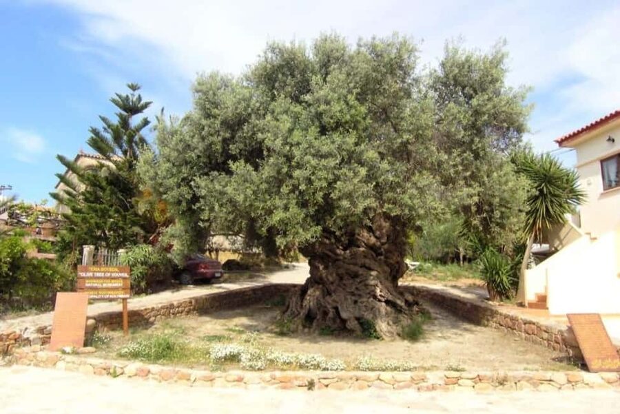 Chania Area: Food Tasting Tour with Winery Visit - Pnevmatikakis Winery in Kissamos: wine tasting with family-run focus