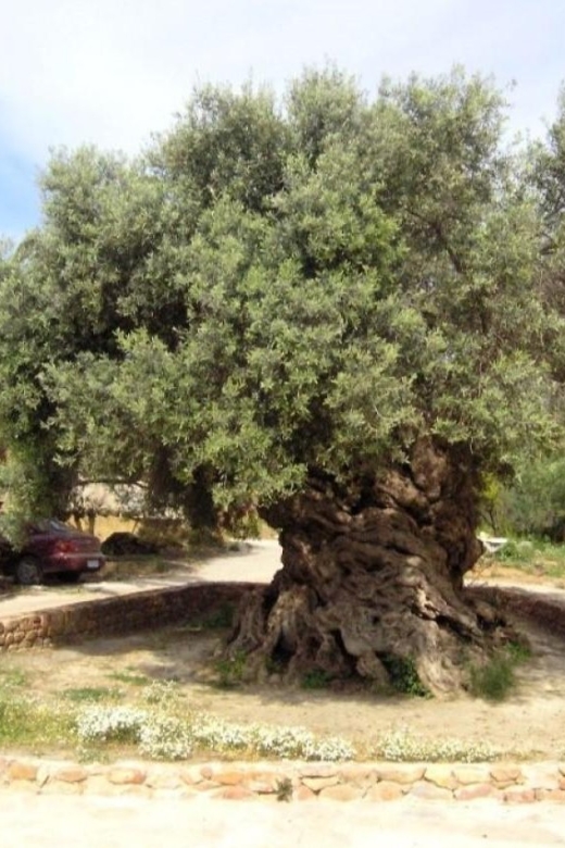 Chania Area: Food Tasting Tour with Winery Visit & Swim Stop - Timing, pick-up, and bus comfort (what to plan for)