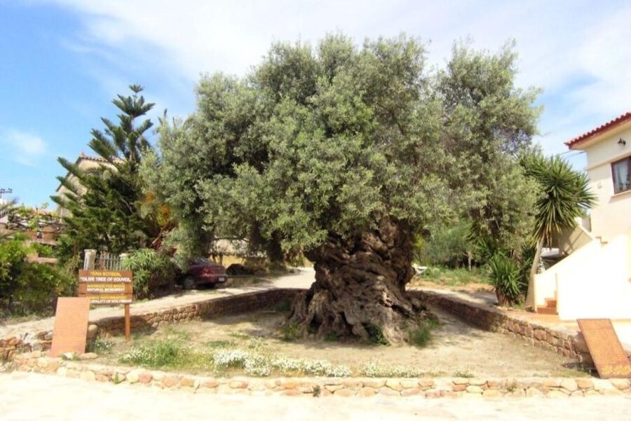 Chania Area: Food Tasting Tour with Winery Visit & Swim Stop - Your guide experience: the difference a pro makes