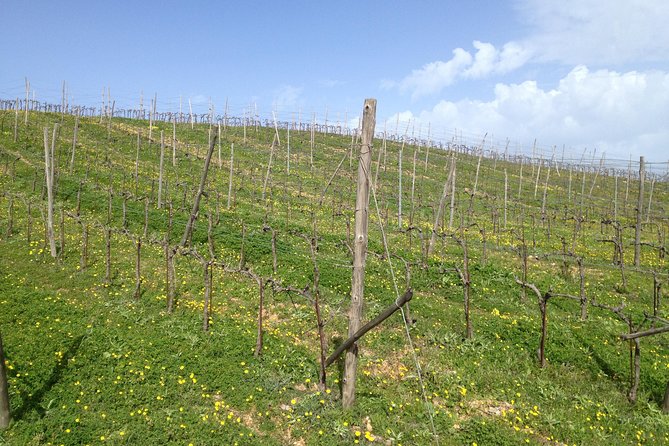 Chania Shore Excursion Off Road Vineyard and Winery Tour Half Day - 6 Key Things You’ll Appreciate