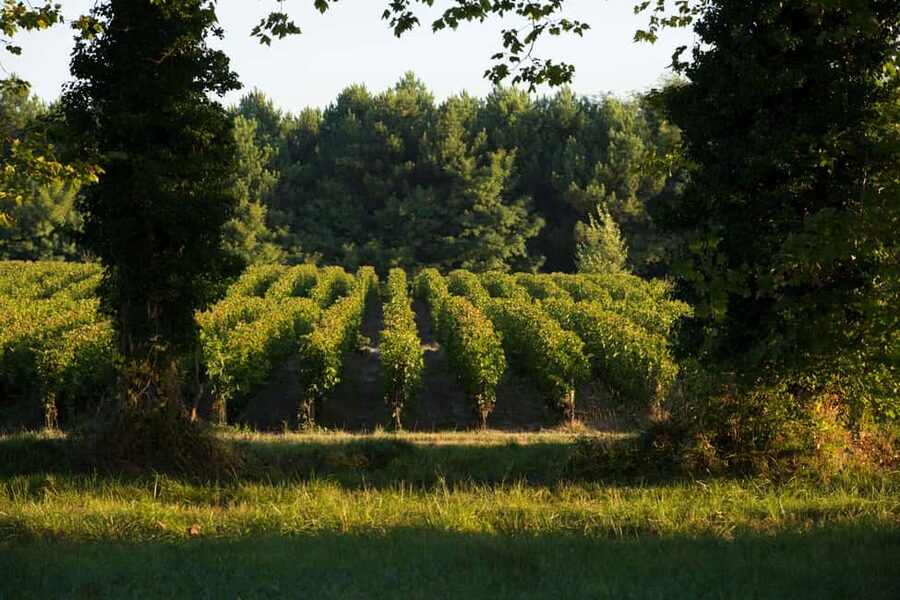 Château Olivier: One Hour Vineyard Tour with Wine Tasting - Château Olivier in an hour: what this tour really gives you