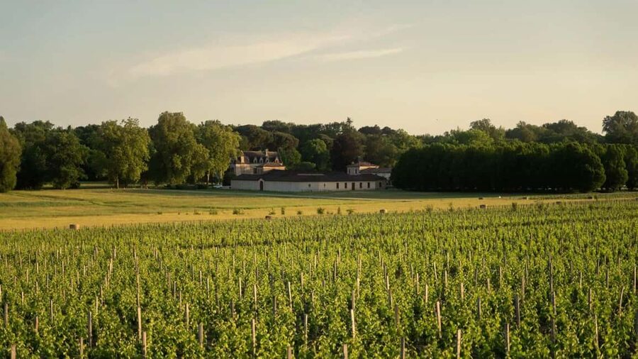 Château Olivier: One Hour Vineyard Tour with Wine Tasting - The tasting lineup: 2 reds and 2 whites in Bordeaux style