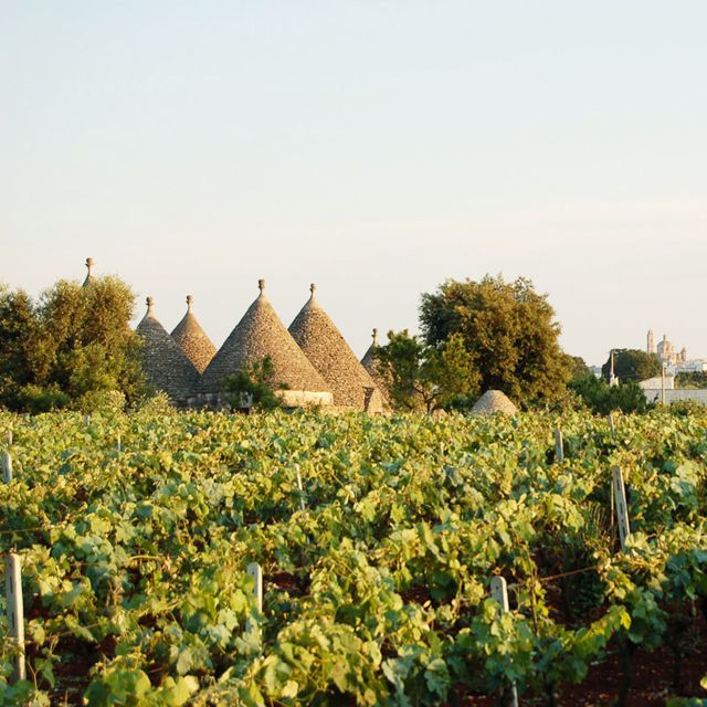Cisternino: Guided e-bike tour to winery & oil mill - Who should book this, and who might want a different style