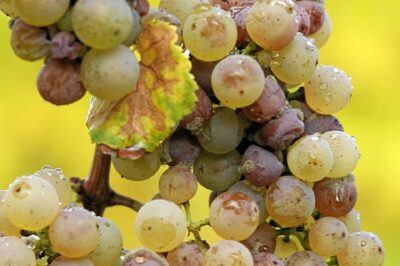 Clare Valley Wine Escape - Auburn and Mintaro: Antique Browsing Plus Morning Tea at Your Cost