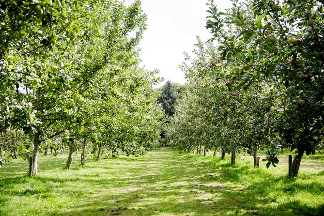 Classic Vineyard Distillery Tour and Tasting Experience in Jersey - Key highlights to plan around