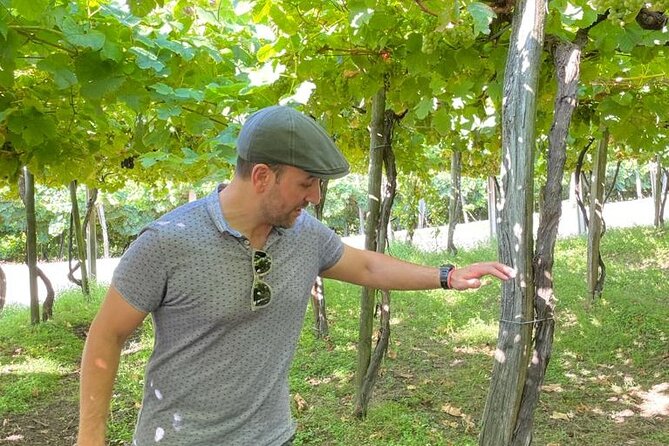 Coastal "Winery Camino Trail" Walking Tour from San Sebastian - Who this tour suits best (and who should pass)