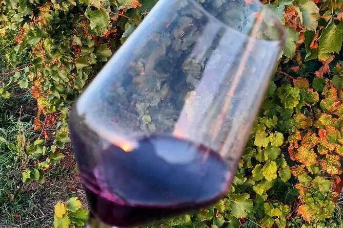 Corinth Winery Tour and Organic Fine Wine Tastings - Learning from Michael: modern Greek wine, indigenous grapes, and awards