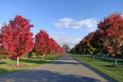 Customized private winery day tour in Yarra Valley at your own choices - Pickup, Transport, and the 8-Hour Reality Check