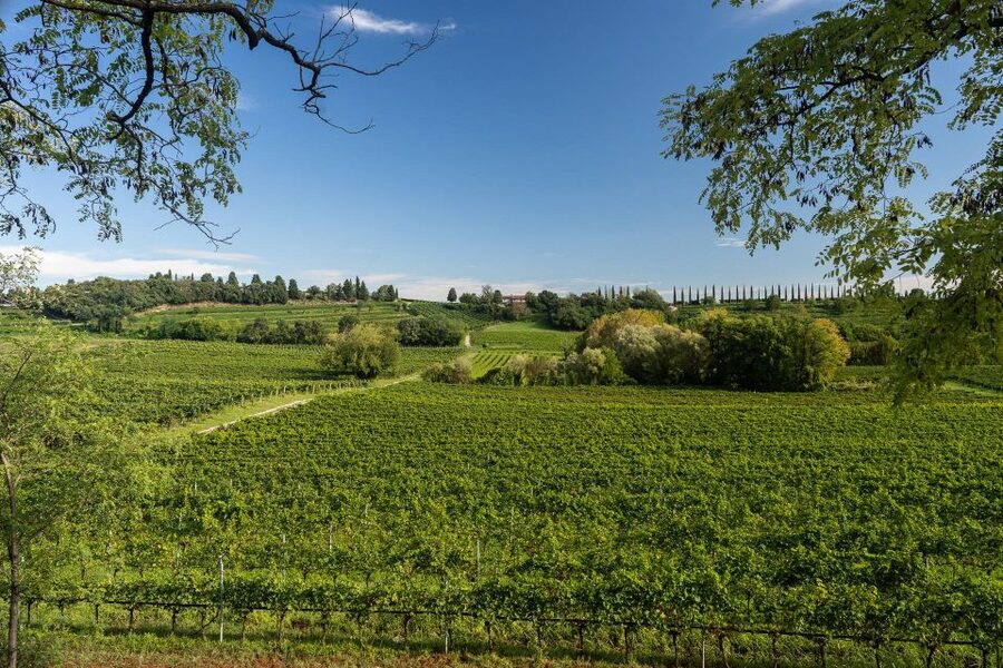 Custoza: Organic Wine Tasting with Vineyard and Cellar Tour - The 5-Wine Tasting: How the DOC/DOCG Setup Guides Your Choices
