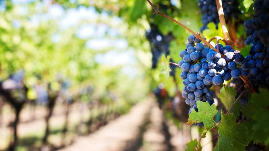 Day trip to Moldova - visit Chisinau and Cricova Winery - Key Points You’ll Care About