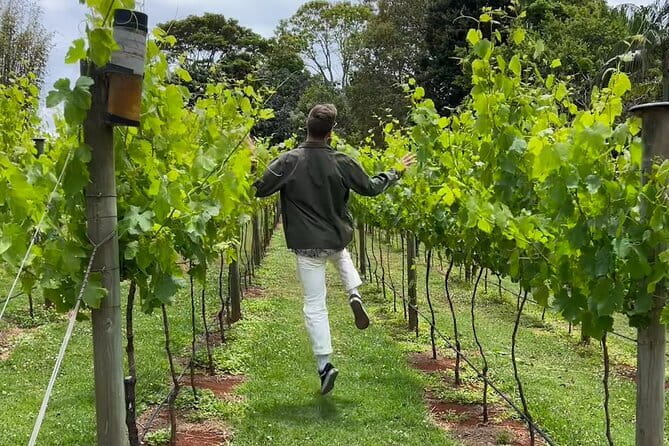 Deluxe Winery Tour to Tamborine Mountain (Mon-Tues) - Is $223 a good deal for two wineries and a distillery?